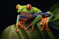 Agalychnis Callidryas, on a Leaf with Black Background Royalty Free Stock Photo