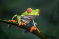 Red-eyed Tree Frog - Agalychnis callidryas Royalty Free Stock Photo