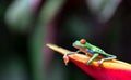 Red-eyed tree frog Agalychnis callidryas Royalty Free Stock Photo