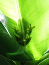 Red-eyed tree frog, agalychnis callidryas shadow on a leaf Royalty Free Stock Photo