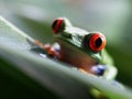 Red eyed tree frog (68) agalychnis callidryas Royalty Free Stock Photo