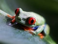 Red eyed tree frog (67) agalychnis callidryas Royalty Free Stock Photo