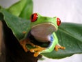 Red-eyed tree frog (3) agalychnis callidryas Royalty Free Stock Photo