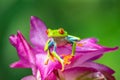 Red-eyed Tree Frog, Agalychnis callidryas, sitting on the green leave in tropical forest Royalty Free Stock Photo