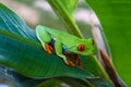 Red-eyed Tree Frog, Agalychnis callidryas,costa rica Royalty Free Stock Photo