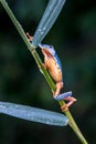 Red-eyed Tree Frog, Agalychnis callidryas,costa rica Royalty Free Stock Photo