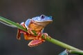 Red-eyed Tree Frog, Agalychnis callidryas,costa rica Royalty Free Stock Photo