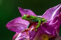 Red-eyed Tree Frog, Agalychnis callidryas, sitting on the green leave in tropical forest in Costa Rica Royalty Free Stock Photo