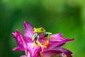 Red-eyed Tree Frog, Agalychnis callidryas, sitting on the green leave in tropical forest in Costa Rica Royalty Free Stock Photo