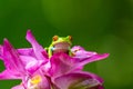 Red-eyed Tree Frog, Agalychnis callidryas, sitting on the green leave in tropical forest in Costa Rica Royalty Free Stock Photo