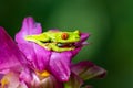 Red-eyed Tree Frog, Agalychnis callidryas, sitting on the green leave in tropical forest in Costa Rica Royalty Free Stock Photo