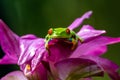 Red-eyed Tree Frog, Agalychnis callidryas, sitting on the green leave in tropical forest in Costa Rica Royalty Free Stock Photo