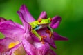 Red-eyed Tree Frog, Agalychnis callidryas, sitting on the green leave in tropical forest in Costa Rica