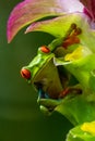 Red-eyed Tree Frog, Agalychnis callidryas, sitting on the green leave in tropical forest in Costa Rica Royalty Free Stock Photo