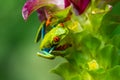 Red-eyed Tree Frog, Agalychnis callidryas, sitting on the green leave in tropical forest in Costa Rica Royalty Free Stock Photo