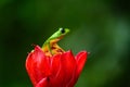 Red-eyed Tree Frog, Agalychnis callidryas, sitting on the green leave in tropical forest in Costa Rica Royalty Free Stock Photo