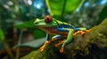 Red-eyed Tree Frog, Agalychnis callidryas, sitting on the green leave in tropical forest. Generative Ai Royalty Free Stock Photo