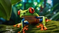 Red-eyed Tree Frog, Agalychnis callidryas, sitting on the green leave in tropical forest. Generative Ai Royalty Free Stock Photo