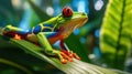 Red-eyed Tree Frog, Agalychnis callidryas, sitting on the green leave in tropical forest. Generative Ai Royalty Free Stock Photo