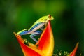 Red-eyed Tree Frog, Agalychnis callidryas, sitting on the green leave in tropical forest Royalty Free Stock Photo