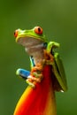 Red-eyed Tree Frog, Agalychnis callidryas, sitting on the green leave in tropical forest Royalty Free Stock Photo