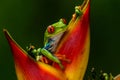 Red-eyed Tree Frog, Agalychnis callidryas, sitting on the green leave in tropical forest Royalty Free Stock Photo