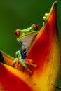 Red-eyed Tree Frog, Agalychnis callidryas, sitting on the green leave in tropical forest Royalty Free Stock Photo