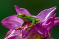 Red-eyed Tree Frog, Agalychnis callidryas, sitting on the green leave in tropical forest Royalty Free Stock Photo