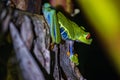 Red-eyed tree frog (Agalychnis callidryas) in Tortuguero National Park at night (Costa Rica) Royalty Free Stock Photo