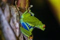 Red-eyed tree frog (Agalychnis callidryas) in Tortuguero National Park at night (Costa Rica) Royalty Free Stock Photo