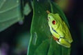 Red-eyed tree frog (Agalychnis callidryas) in Tortuguero National Park at night (Costa Rica) Royalty Free Stock Photo