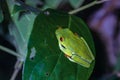 Red-eyed tree frog (Agalychnis callidryas) in Tortuguero National Park at night (Costa Rica) Royalty Free Stock Photo