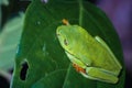 Red-eyed tree frog (Agalychnis callidryas) in Tortuguero National Park at night (Costa Rica) Royalty Free Stock Photo