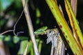 Red-eyed tree frog (Agalychnis callidryas) in Tortuguero National Park at night (Costa Rica) Royalty Free Stock Photo