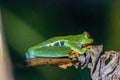 Red-eyed tree frog (Agalychnis callidryas) in Tortuguero National Park at night (Costa Rica) Royalty Free Stock Photo