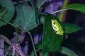 Red-eyed tree frog (Agalychnis callidryas) in Tortuguero National Park at night (Costa Rica) Royalty Free Stock Photo