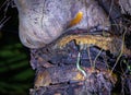 Red-eyed tree frog (Agalychnis callidryas) in Tortuguero National Park at night (Costa Rica) Royalty Free Stock Photo