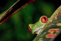 Red-eyed Tree Frog, Agalychnis callidryas, Tropical Rainforest, Corcovado National Park Royalty Free Stock Photo