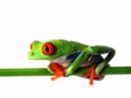 Red-eyed tree frog (126), agalychnis callidryas