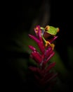 Red eyed tree frog Agalychnis callidryas in the wild in Costa Rica