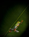 Red eyed tree frog Agalychnis callidryas in the wild in Costa Rica