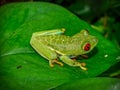 Red eyed tree frog Royalty Free Stock Photo