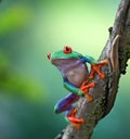 Red eyed tree frog, Agalychnis callydrias Royalty Free Stock Photo