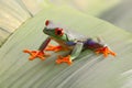 Red eyed tree frog, or Agalychnis callydrias a small beautiful amphibian