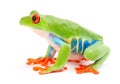 Red eyed tree frog, Agalychnis callydrias from the tropical rain forest