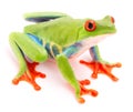 Red eyed tree frog, Agalychnis callydrias Royalty Free Stock Photo