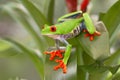 Red eyed tree frog, Agalychnis callydrias