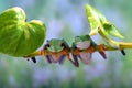 The red-eyed tree frog perched at tree branch Royalty Free Stock Photo