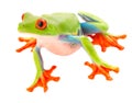 Red eyed tree frog with big eyes