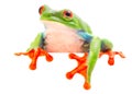 Red eyed tree frog blinking an eye Royalty Free Stock Photo